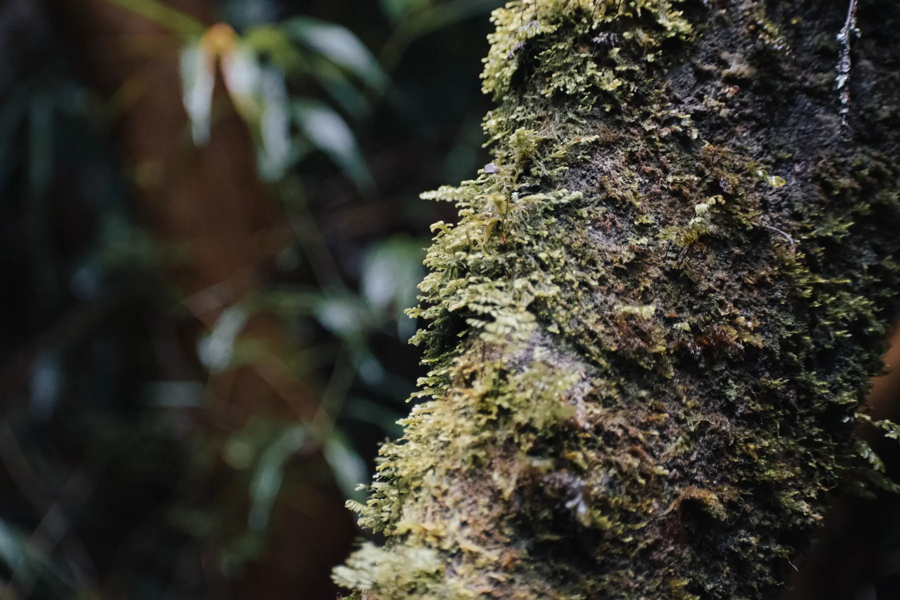 Tronco cubierto de musgo y líquenes en el bosque